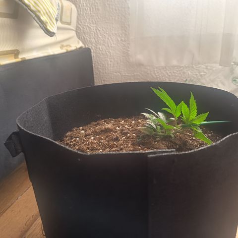 Happy Lora growlog photo: El metabolismo de la planta se nota acelerado; ya se perciben terpenos (olor a cannabis) en el ambiente. El sustrato retiene humedad por lo que se decide omitir riego hoy para favorecer la oxigenación radicular. Estructura de ramas laterales expuesta y recibiendo luz directa