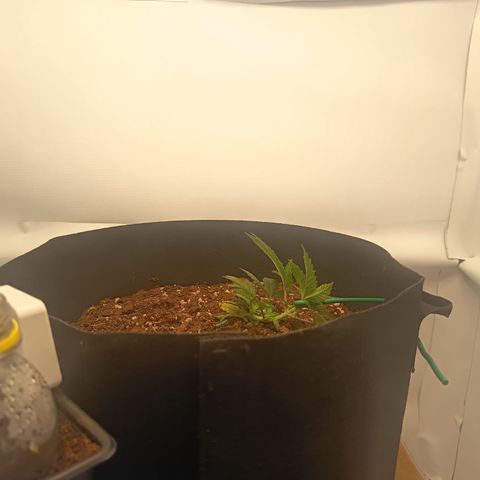 Happy Lora growlog photo: El metabolismo de la planta se nota acelerado; ya se perciben terpenos (olor a cannabis) en el ambiente. El sustrato retiene humedad por lo que se decide omitir riego hoy para favorecer la oxigenación radicular. Estructura de ramas laterales expuesta y recibiendo luz directa