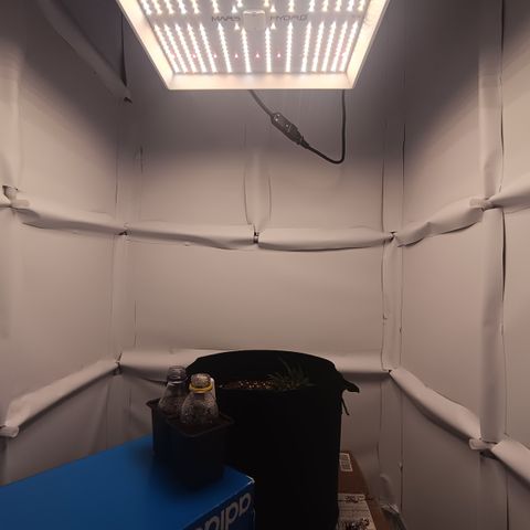 Happy Lora growlog photo: El metabolismo de la planta se nota acelerado; ya se perciben terpenos (olor a cannabis) en el ambiente. El sustrato retiene humedad por lo que se decide omitir riego hoy para favorecer la oxigenación radicular. Estructura de ramas laterales expuesta y recibiendo luz directa