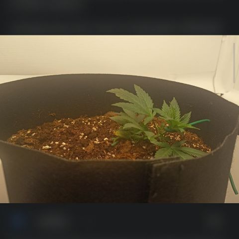 Happy Lora growlog photo: Estructura consolidada tras el último ajuste de LST. La planta se mantiene aplanada con múltiples brotes secundarios recibiendo luz directa y respondiendo con turgencia máxima. El aroma a cannabis es persistente y notable en el ambiente. El ciclo de secado de 5 días permitió una oxigenación radicular profunda; la planta no mostró signos de estrés hídrico severo antes del riego de hoy. Se mantiene la decisión de no realizar más amarres para permitir el crecimiento vertical de las nuevas puntas.