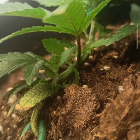 Happy Lora growlog photo: Estructura consolidada tras el último ajuste de LST. La planta se mantiene aplanada con múltiples brotes secundarios recibiendo luz directa y respondiendo con turgencia máxima. El aroma a cannabis es persistente y notable en el ambiente. El ciclo de secado de 5 días permitió una oxigenación radicular profunda; la planta no mostró signos de estrés hídrico severo antes del riego de hoy. Se mantiene la decisión de no realizar más amarres para permitir el crecimiento vertical de las nuevas puntas.