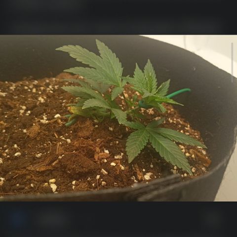 Happy Lora growlog photo: Estructura consolidada tras el último ajuste de LST. La planta se mantiene aplanada con múltiples brotes secundarios recibiendo luz directa y respondiendo con turgencia máxima. El aroma a cannabis es persistente y notable en el ambiente. El ciclo de secado de 5 días permitió una oxigenación radicular profunda; la planta no mostró signos de estrés hídrico severo antes del riego de hoy. Se mantiene la decisión de no realizar más amarres para permitir el crecimiento vertical de las nuevas puntas.