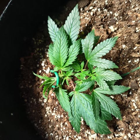 Happy Lora growlog photo: Máxima exposición de brotes secundarios (mínimo 6 puntos de crecimiento nuevos bajo luz directa). No se observan signos de estrés hídrico ni fúngico tras la saturación nocturna.