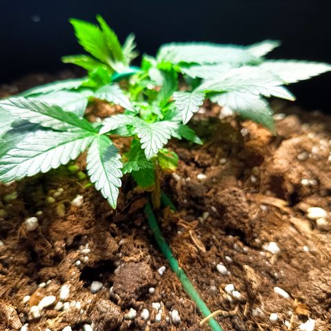 Happy Lora growlog photo: Máxima exposición de brotes secundarios (mínimo 6 puntos de crecimiento nuevos bajo luz directa). No se observan signos de estrés hídrico ni fúngico tras la saturación nocturna.