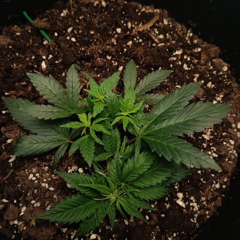 Happy Lora growlog photo: Recuperación: La planta respondió eliminando las "garras" de sed en menos de 2 horas. Los brotes nuevos muestran un color verde lima intenso (crecimiento acelerado, no pre-floración).
Estado del Búnker: Humedad registrada en 73%. Se mantiene ventilación manual y se confirma la llegada e instalación del extractor pro TT Max 125 para el próximo miércoles.
Nota de Seguimiento: Con la maceta de gran tamaño confirmada, el próximo riego (dentro de 3-5 días) deberá subir gradualmente en volumen de agua una vez instalado el extractor, para aprovechar toda la capacidad del sustrato.