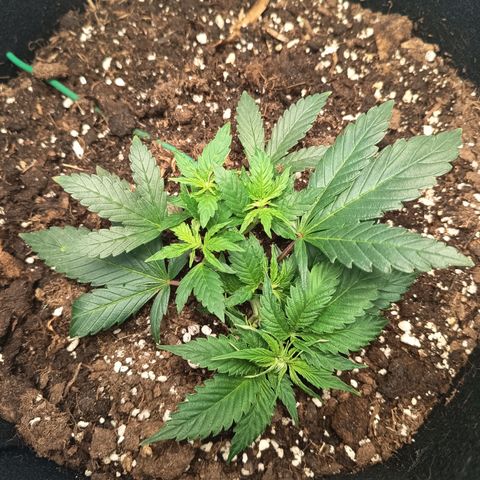 Happy Lora growlog photo: Recuperación: La planta respondió eliminando las "garras" de sed en menos de 2 horas. Los brotes nuevos muestran un color verde lima intenso (crecimiento acelerado, no pre-floración).
Estado del Búnker: Humedad registrada en 73%. Se mantiene ventilación manual y se confirma la llegada e instalación del extractor pro TT Max 125 para el próximo miércoles.
Nota de Seguimiento: Con la maceta de gran tamaño confirmada, el próximo riego (dentro de 3-5 días) deberá subir gradualmente en volumen de agua una vez instalado el extractor, para aprovechar toda la capacidad del sustrato.