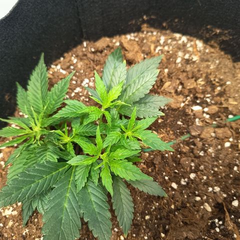 Happy Lora growlog photo: Estado Visual y Vitalidad (Basado en Fotos)
Estructura: La planta pasó de una forma arbustiva hacia arriba a una estructura plana y expandida a lo ancho.
Turgencia: Alta. Las hojas terminaron el ciclo de luz planas y sanas tras el riego del día anterior.
Tallo Principal: Se observa un engrosamiento notable del tronco central, consolidando la base para la futura floración.