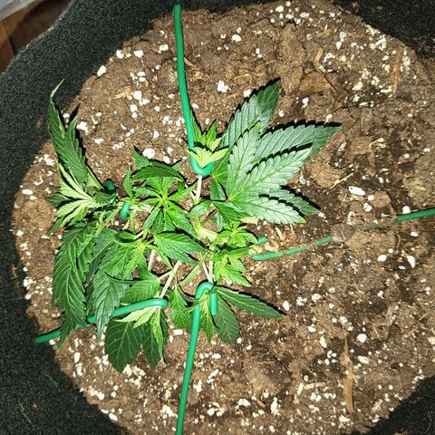 Happy Lora growlog photo: Estado Visual y Vitalidad (Basado en Fotos)
Estructura: La planta pasó de una forma arbustiva hacia arriba a una estructura plana y expandida a lo ancho.
Turgencia: Alta. Las hojas terminaron el ciclo de luz planas y sanas tras el riego del día anterior.
Tallo Principal: Se observa un engrosamiento notable del tronco central, consolidando la base para la futura floración.