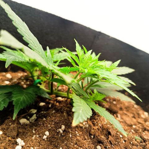 Happy Lora growlog photo: Estado Visual y Vitalidad (Basado en Fotos)
Estructura: La planta pasó de una forma arbustiva hacia arriba a una estructura plana y expandida a lo ancho.
Turgencia: Alta. Las hojas terminaron el ciclo de luz planas y sanas tras el riego del día anterior.
Tallo Principal: Se observa un engrosamiento notable del tronco central, consolidando la base para la futura floración.
