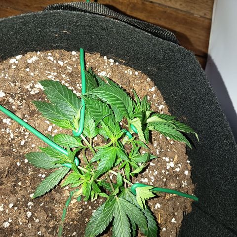 Happy Lora growlog photo: Estado Visual y Vitalidad (Basado en Fotos)
Estructura: La planta pasó de una forma arbustiva hacia arriba a una estructura plana y expandida a lo ancho.
Turgencia: Alta. Las hojas terminaron el ciclo de luz planas y sanas tras el riego del día anterior.
Tallo Principal: Se observa un engrosamiento notable del tronco central, consolidando la base para la futura floración.