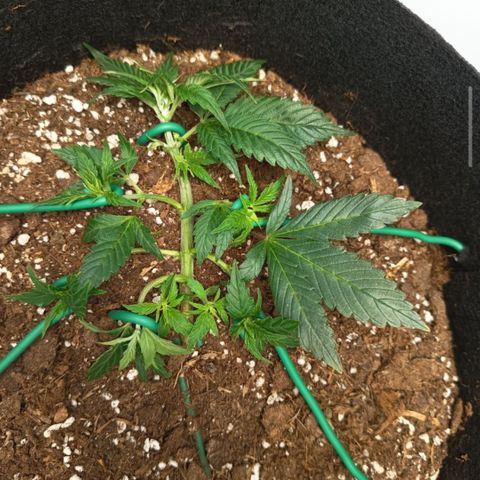 Happy Lora growlog photo: Decisión: Riego pospuesto. Tras inspección manual del sustrato y detección de raíces blancas activas, se determinó que aún existe humedad suficiente en la zona media/baja de la maceta.
Pendiente: Evaluación de riego para el 7 de mayo (Día 5 post-último riego).