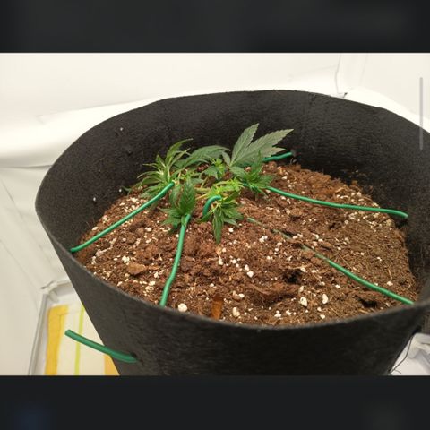 Happy Lora growlog photo: Decisión: Riego pospuesto. Tras inspección manual del sustrato y detección de raíces blancas activas, se determinó que aún existe humedad suficiente en la zona media/baja de la maceta.
Pendiente: Evaluación de riego para el 7 de mayo (Día 5 post-último riego).