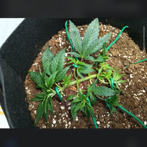 Happy Lora growlog photo: Decisión: Riego pospuesto. Tras inspección manual del sustrato y detección de raíces blancas activas, se determinó que aún existe humedad suficiente en la zona media/baja de la maceta.
Pendiente: Evaluación de riego para el 7 de mayo (Día 5 post-último riego).