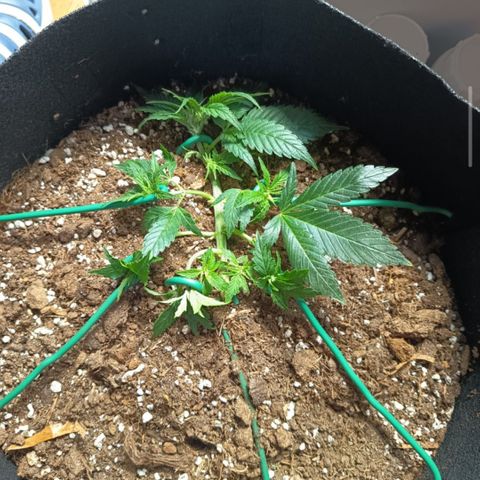 Happy Lora growlog photo: Decisión: Riego pospuesto. Tras inspección manual del sustrato y detección de raíces blancas activas, se determinó que aún existe humedad suficiente en la zona media/baja de la maceta.
Pendiente: Evaluación de riego para el 7 de mayo (Día 5 post-último riego).
