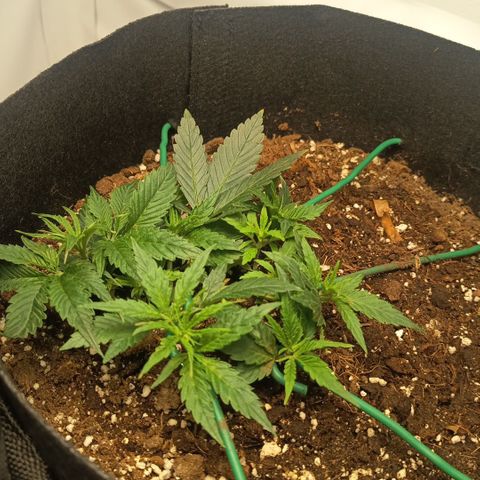 Happy Lora growlog photo: Parámetros: 23.5°C / 56% HR (Mediodía) -> 21.9°C / 62% HR (Tarde).
Instalación de Domos: Implementación exitosa de domos de humedad caseros (botellas PET). Se logró subir la humedad local del 54% al 60-70% estimado dentro del domo.
Estado General: Berry muestra mayor vigor apical; Cherry se mantiene compacta pero con brote central saludable. Ambas presentan brotes nuevos color "verde lima", indicando crecimiento activo.
Diferencia de Tamaño: Atribuida a variabilidad fenotípica y desarrollo radicular diferenciado (normal para el día 13).