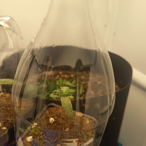 Happy Lora growlog photo: Parámetros: 23.5°C / 56% HR (Mediodía) -> 21.9°C / 62% HR (Tarde).
Instalación de Domos: Implementación exitosa de domos de humedad caseros (botellas PET). Se logró subir la humedad local del 54% al 60-70% estimado dentro del domo.
Estado General: Berry muestra mayor vigor apical; Cherry se mantiene compacta pero con brote central saludable. Ambas presentan brotes nuevos color "verde lima", indicando crecimiento activo.
Diferencia de Tamaño: Atribuida a variabilidad fenotípica y desarrollo radicular diferenciado (normal para el día 13).