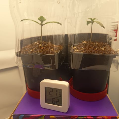 Happy Lora growlog photo: 
Ajuste de LST de Happy Lora.
Parámetros: 23.5°C / 56% HR (Mediodía) -> 21.9°C / 62% HR (Tarde).
Instalación de Domos: Implementación exitosa de domos de humedad caseros (botellas PET). Se logró subir la humedad local del 54% al 60-70% estimado dentro del domo.
Estado General: Berry muestra mayor vigor apical; Cherry se mantiene compacta pero con brote central saludable. Ambas presentan brotes nuevos color "verde lima", indicando crecimiento activo.
Diferencia de Tamaño: Atribuida a variabilidad fenotípica y desarrollo radicular diferenciado (normal para el día 13).