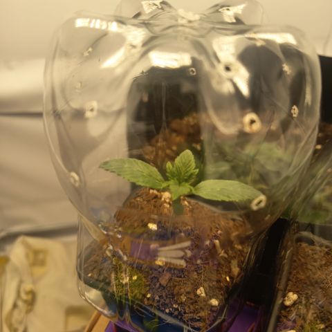 Happy Lora growlog photo: Parámetros: 23.5°C / 56% HR (Mediodía) -> 21.9°C / 62% HR (Tarde).
Instalación de Domos: Implementación exitosa de domos de humedad caseros (botellas PET). Se logró subir la humedad local del 54% al 60-70% estimado dentro del domo.
Estado General: Berry muestra mayor vigor apical; Cherry se mantiene compacta pero con brote central saludable. Ambas presentan brotes nuevos color "verde lima", indicando crecimiento activo.
Diferencia de Tamaño: Atribuida a variabilidad fenotípica y desarrollo radicular diferenciado (normal para el día 13).