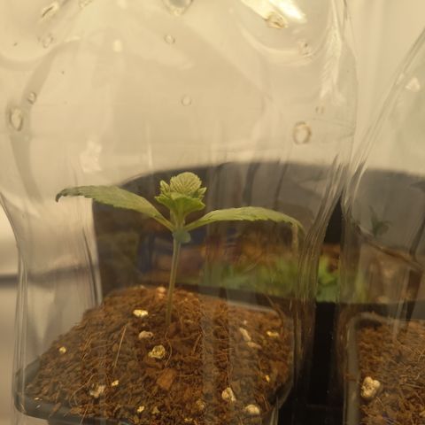 Happy Lora growlog photo: Parámetros: 23.5°C / 56% HR (Mediodía) -> 21.9°C / 62% HR (Tarde).
Instalación de Domos: Implementación exitosa de domos de humedad caseros (botellas PET). Se logró subir la humedad local del 54% al 60-70% estimado dentro del domo.
Estado General: Berry muestra mayor vigor apical; Cherry se mantiene compacta pero con brote central saludable. Ambas presentan brotes nuevos color "verde lima", indicando crecimiento activo.
Diferencia de Tamaño: Atribuida a variabilidad fenotípica y desarrollo radicular diferenciado (normal para el día 13).