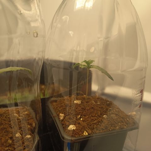 Happy Lora growlog photo: Parámetros: 23.5°C / 56% HR (Mediodía) -> 21.9°C / 62% HR (Tarde).
Instalación de Domos: Implementación exitosa de domos de humedad caseros (botellas PET). Se logró subir la humedad local del 54% al 60-70% estimado dentro del domo.
Estado General: Berry muestra mayor vigor apical; Cherry se mantiene compacta pero con brote central saludable. Ambas presentan brotes nuevos color "verde lima", indicando crecimiento activo.
Diferencia de Tamaño: Atribuida a variabilidad fenotípica y desarrollo radicular diferenciado (normal para el día 13).