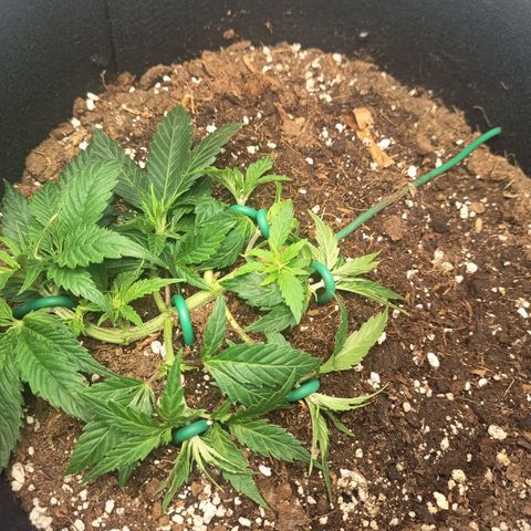 Happy Lora growlog photo: Parámetros: 23.5°C / 56% HR (Mediodía) -> 21.9°C / 62% HR (Tarde).
Instalación de Domos: Implementación exitosa de domos de humedad caseros (botellas PET). Se logró subir la humedad local del 54% al 60-70% estimado dentro del domo.
Estado General: Berry muestra mayor vigor apical; Cherry se mantiene compacta pero con brote central saludable. Ambas presentan brotes nuevos color "verde lima", indicando crecimiento activo.
Diferencia de Tamaño: Atribuida a variabilidad fenotípica y desarrollo radicular diferenciado (normal para el día 13).