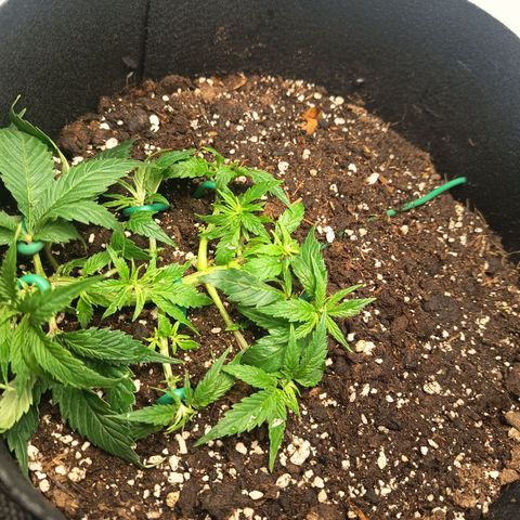 Happy Lora growlog timeline photo
