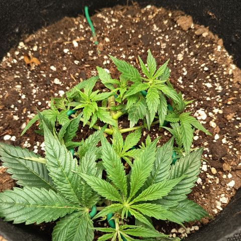 Happy Lora growlog timeline photo