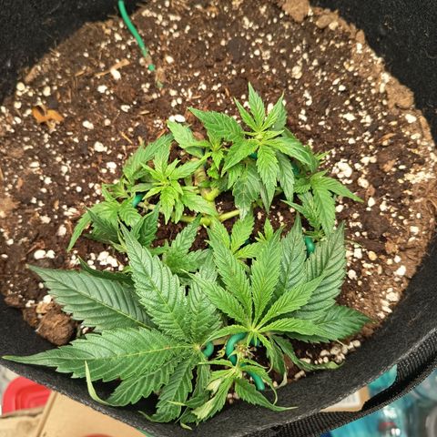 Happy Lora growlog timeline photo