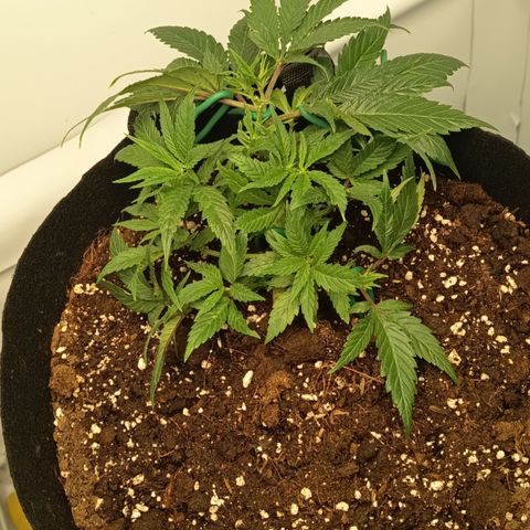 Happy Lora growlog photo: Estado Clínico de la Planta
Follaje: Verde bosque profundo, uniforme. Sin signos de clorosis ni garras severas.
Puntas de crecimiento: Ligero aclaramiento marginal en brotes apicales jóvenes; indicador de que la planta está trabajando en su techo de absorción de nutrientes (sweet spot). No requiere lavado, pero se programa agua sola para la siguiente sesión.
Turgencia: Excelente. Hojas en posición de rezo (fototropismo positivo activo).