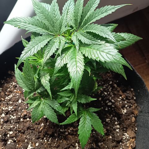 Happy Lora growlog photo: Estado Clínico de la Planta
Follaje: Verde bosque profundo, uniforme. Sin signos de clorosis ni garras severas.
Puntas de crecimiento: Ligero aclaramiento marginal en brotes apicales jóvenes; indicador de que la planta está trabajando en su techo de absorción de nutrientes (sweet spot). No requiere lavado, pero se programa agua sola para la siguiente sesión.
Turgencia: Excelente. Hojas en posición de rezo (fototropismo positivo activo).