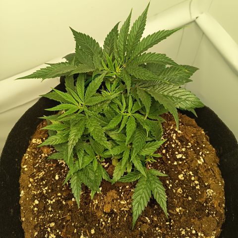 Happy Lora growlog photo: Respuesta al LST