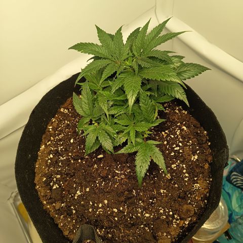 Happy Lora growlog photo: Estado Clínico de la Planta
Follaje: Verde bosque profundo, uniforme. Sin signos de clorosis ni garras severas.
Puntas de crecimiento: Ligero aclaramiento marginal en brotes apicales jóvenes; indicador de que la planta está trabajando en su techo de absorción de nutrientes (sweet spot). No requiere lavado, pero se programa agua sola para la siguiente sesión.
Turgencia: Excelente. Hojas en posición de rezo (fototropismo positivo activo).