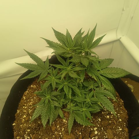 Happy Lora growlog photo: Ajuste de LST para happy lora. Vemos nuevos nudos y ramas asomándose, así que decidí darles espacio y luz para crecer. Vamos a ver cómo evoluciona 
