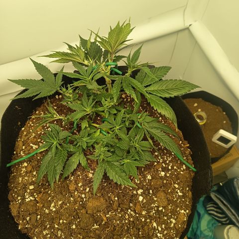 Happy Lora growlog photo: Ajuste de LST para happy lora. Vemos nuevos nudos y ramas asomándose, así que decidí darles espacio y luz para crecer. Vamos a ver cómo evoluciona 