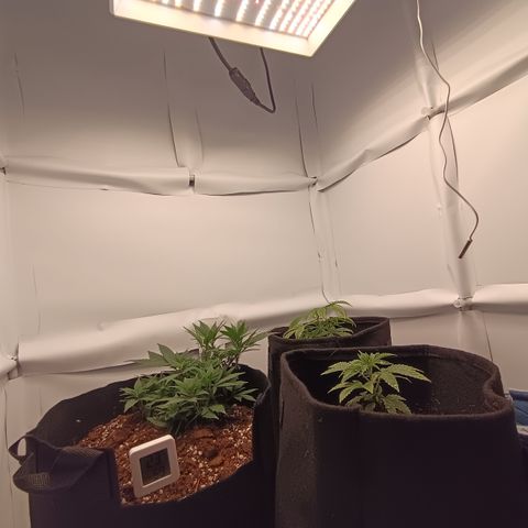 Happy Lora growlog photo: Set up días después de transplantes y ajustes. Tal vez en 3 semanas o 4 semanas vayamos a flora