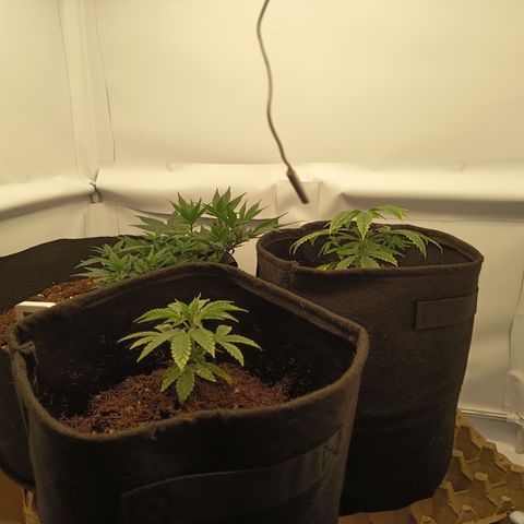 Happy Lora growlog photo: Set up días después de transplantes y ajustes. Tal vez en 3 semanas o 4 semanas vayamos a flora