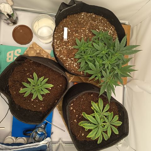 Happy Lora growlog photo: Set up días después de transplantes y ajustes. Tal vez en 3 semanas o 4 semanas vayamos a flora