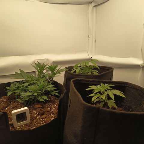 Happy Lora growlog photo: Set up días después de transplantes y ajustes. Tal vez en 3 semanas o 4 semanas vayamos a flora