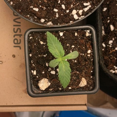 Happy Lora growlog timeline photo
