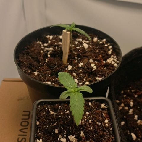Happy Lora growlog timeline photo
