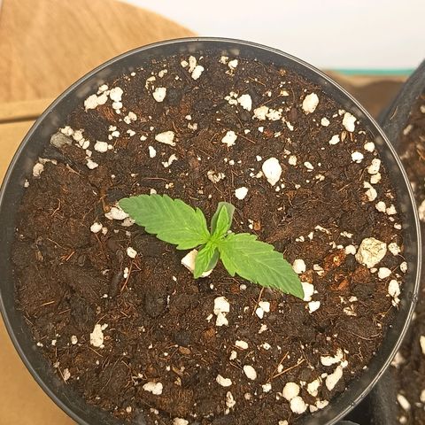 Happy Lora growlog timeline photo