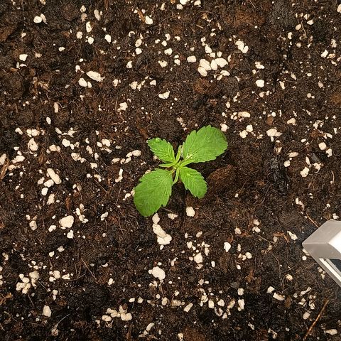 Happy Lora growlog timeline photo