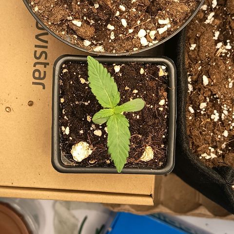 Happy Lora growlog timeline photo