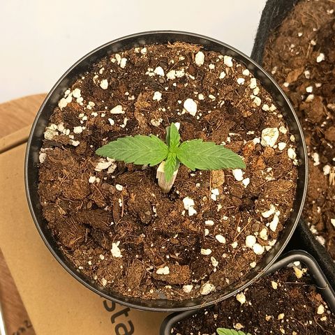 Happy Lora growlog timeline photo