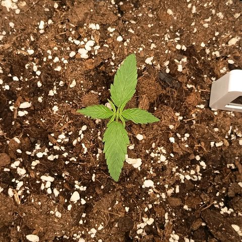 Happy Lora growlog timeline photo