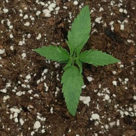 Happy Lora growlog timeline photo