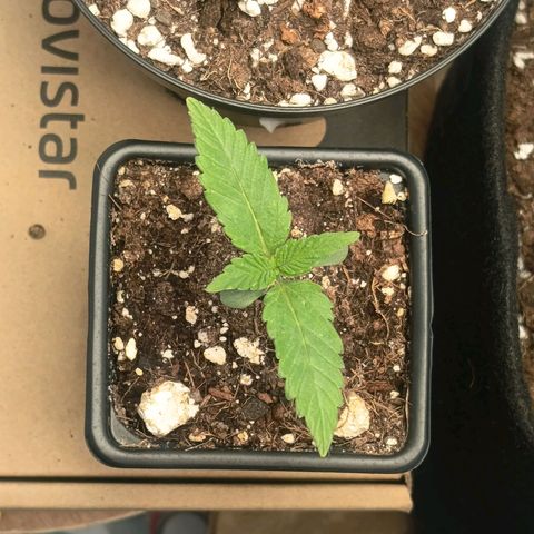 Happy Lora growlog timeline photo