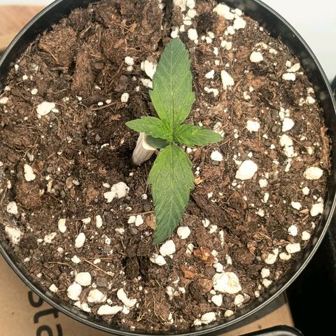 Happy Lora growlog timeline photo
