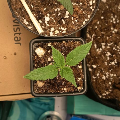 Happy Lora growlog timeline photo