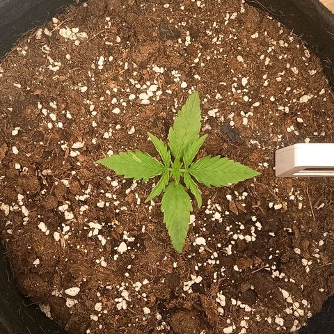 Happy Lora growlog timeline photo
